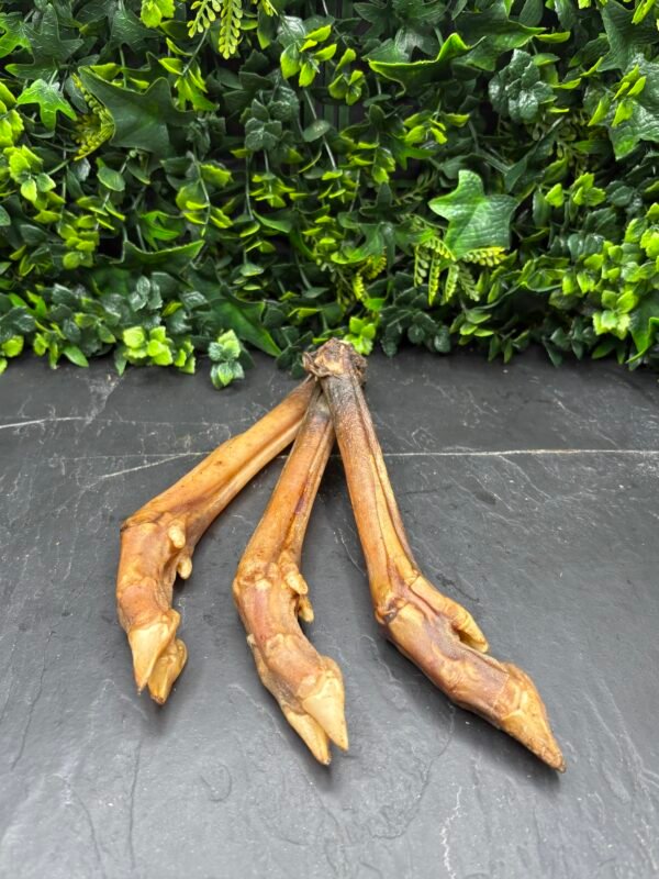Roe Deer Leg