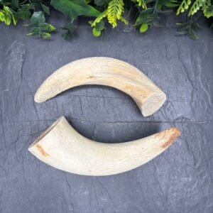 Lamb Horn Marrows