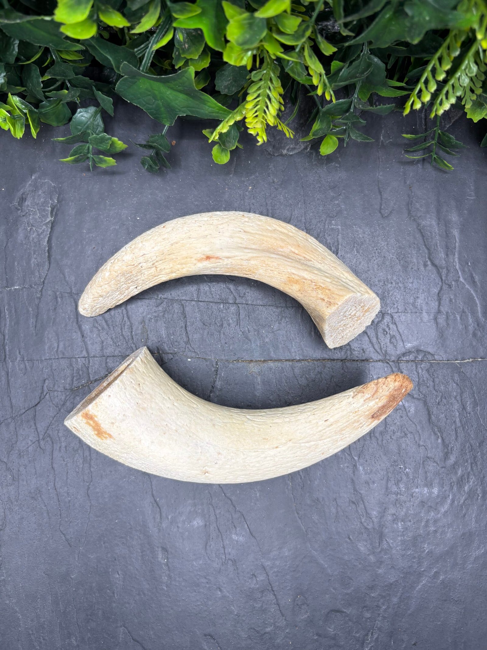 Lamb Horn Marrows